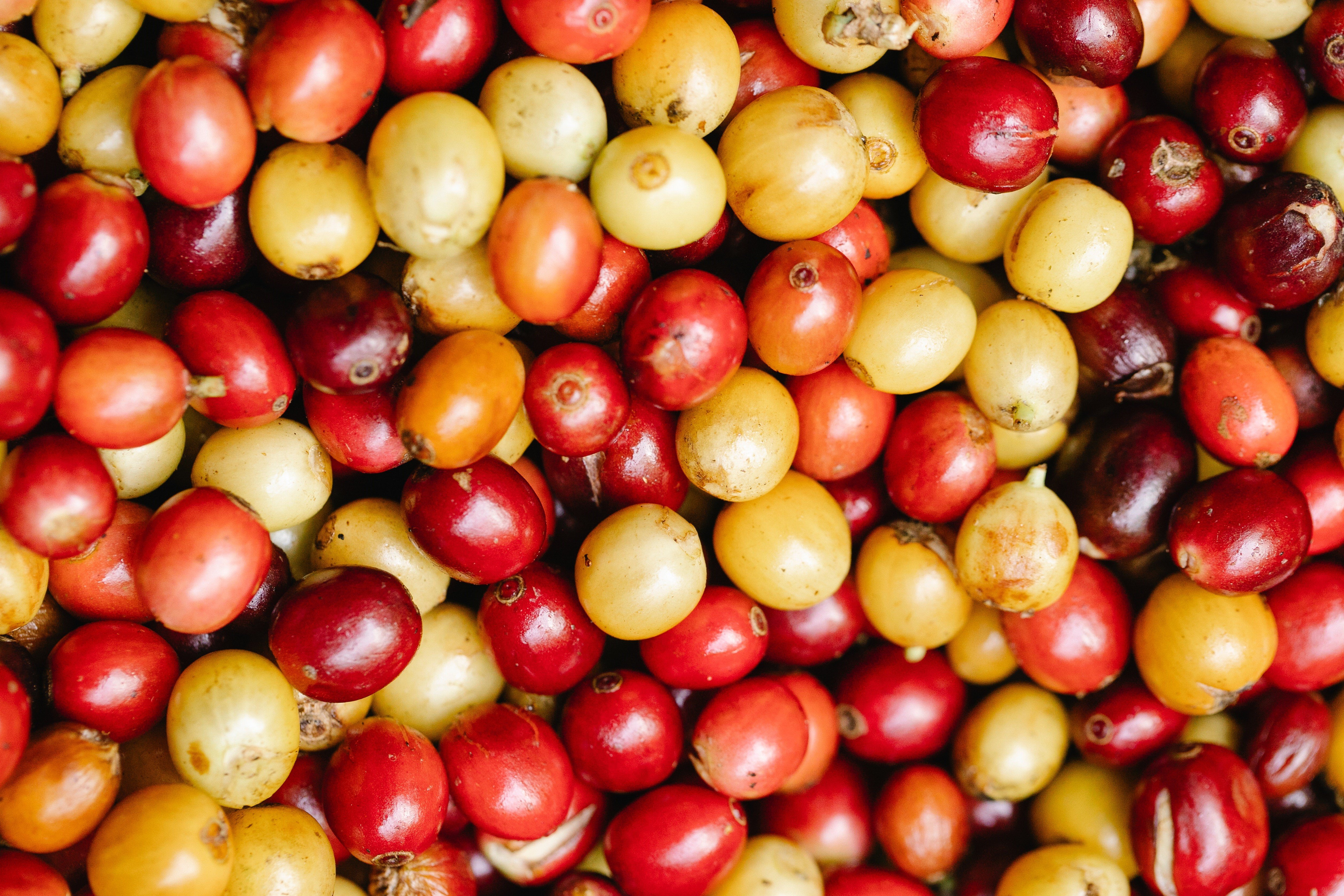 coffee-cherry-pexels-michael-burrows