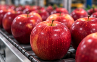 Red apples on a conveyor grading line