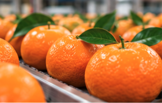 Oranges and mandarins on a citrus sorting line