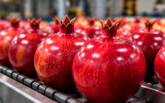 Pomegranates on a grading conveyor