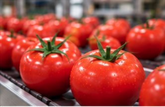 Red tomatoes on a sorting line